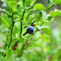 Afine – soiuri timpurii – 1 plantă în ghiveci